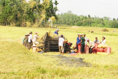 Yêu cầu ngân hàng hỗ trợ doanh nghiệp thu mua, tạm trữ thóc, gạo
