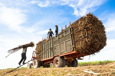 Áp dụng biện pháp phòng vệ phù hợp để bảo vệ sản xuất mía đường trong nước