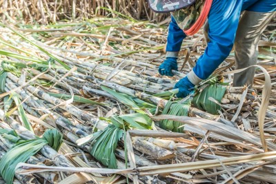 Áp thuế phòng vệ thương mại ngành đường: Nên hay không ?