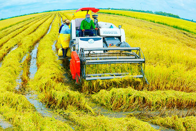 Linh hoạt sử dụng đất nông nghiệp