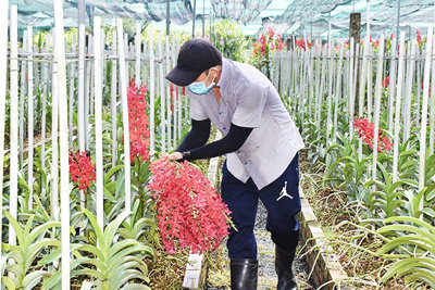 Phát triển nông nghiệp công nghệ cao