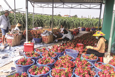 “Cứu” nông sản trong bối cảnh dịch bệnh