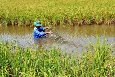  Phát triển nông nghiệp: Dư địa tăng trưởng nằm ở giá trị vô hình 