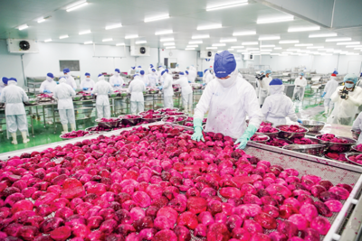 Xuất khẩu xoay vần trong khó khăn