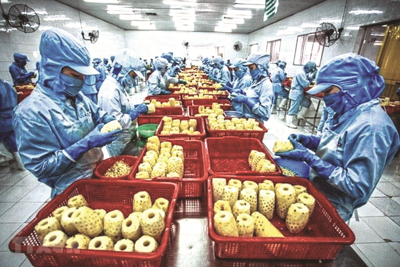 Giải bài toán xuất khẩu nông sản