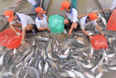 Xuất khẩu cá tra sang EU đã có tín hiệu khả quan
