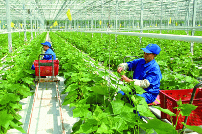 Kinh nghiệm quốc tế về liên kết giữa doanh nghiệp và nông hộ trong sản xuất nông nghiệp 