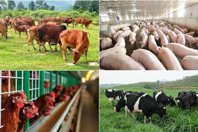 Từ ngày 17/5/2021, giảm 50% mức thu phí trong chăn nuôi