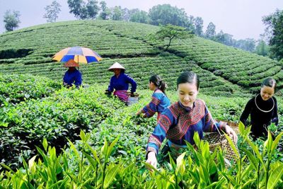 Chính sách hỗ trợ đồng bào dân tộc thiểu số phát triển kinh tế ở tỉnh Sơn La