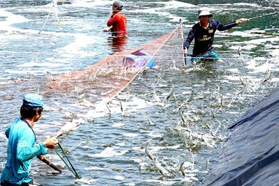 Xuất khẩu thủy sản tăng trưởng ấn tượng trên nhiều thị trường