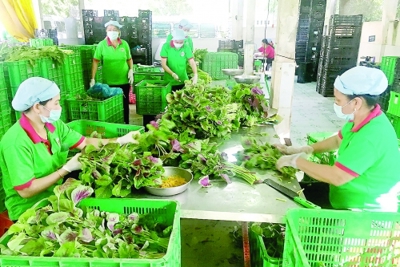 Tư duy “ăn xổi” đang làm khó nông sản Việt