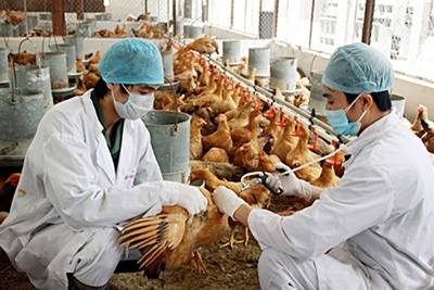 Đề xuất giảm 50% một số khoản phí, lệ phí lĩnh vực thú y đến hết năm 2021