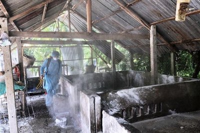  Dịch tả lợn châu Phi vẫn tiếp tục diễn biến phức tạp 