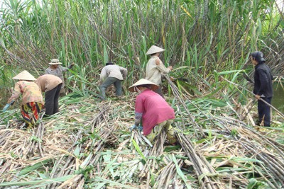 Ngành mía đường trước những cơ hội cạnh tranh bình đẳng