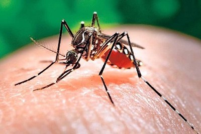 Sốt xuất huyết tăng gấp 3 lần so với cùng kỳ năm trước