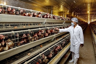 Từ ngày 6/8/2021, giảm 50% một số khoản phí, lệ phí lĩnh vực thú y