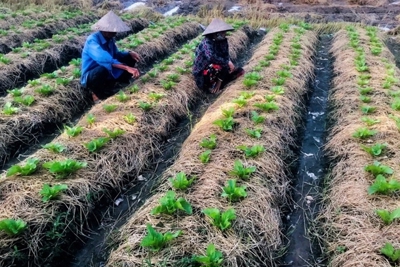 Long An đẩy mạnh chương trình nông nghiệp ứng dụng công nghệ cao