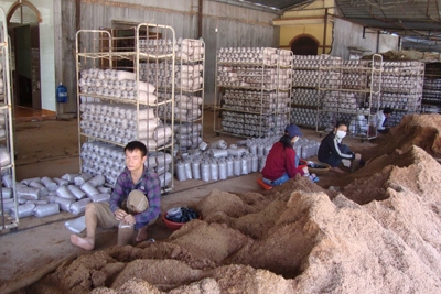 Bình Phước phát huy tiềm năng kinh tế trang trại