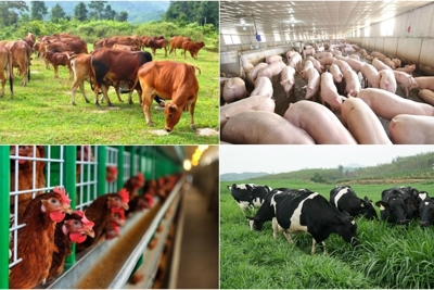 Sắp có thêm chính sách ưu đãi, hỗ trợ kinh tế trang trại