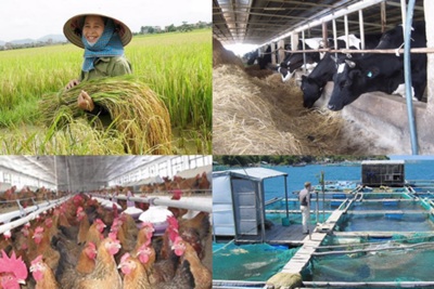 Chính sách hỗ trợ bảo hiểm nông nghiệp phù hợp với cân đối ngân sách từng thời kỳ