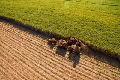 Nông dân có thể “sống khỏe” nếu thay đổi tư duy trồng mía