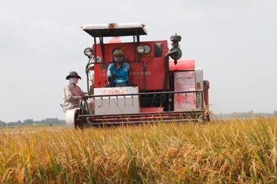 Chuẩn bị các thông tin cần thiết để sẵn sàng cho kế hoạch tiêu thụ lúa gạo