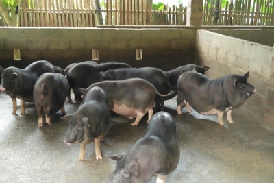  Gỡ khó cho ngành chăn nuôi những tháng cuối năm 