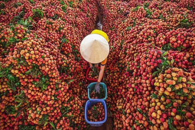 Nông sản Việt và một nửa tín hiệu tốt từ Hà Lan...