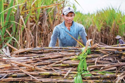  Doanh nghiệp mía đường bội thu 