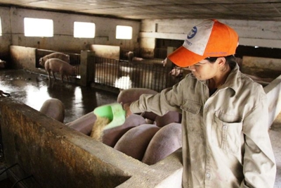  Bảo đảm nguồn cung sản phẩm chăn nuôi cho các tháng cuối năm 