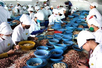 Xuất khẩu nông lâm thủy sản: Truy xuất được nguồn gốc, điều kiện tiên quyết