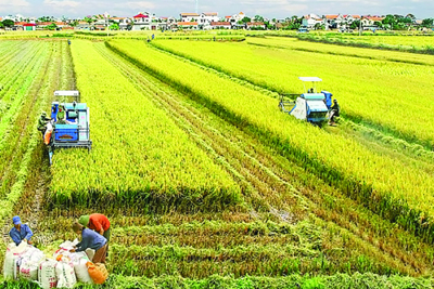 Khởi tạo doanh nghiệp nông nghiệp từ chính nông dân
