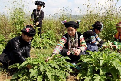 Chi hỗ trợ phát triển vùng trồng dược liệu quý vùng đồng bào dân tộc thiểu số