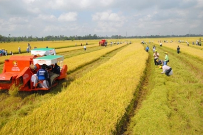 Từ ngày 24/6/2022 sẽ áp dụng chính sách mới về hỗ trợ phí bảo hiểm nông nghiệp