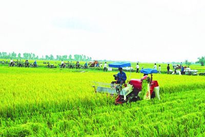 Còn nhiều dư địa phát triển bảo hiểm nông nghiệp