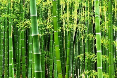 Đã có tiêu chuẩn quốc tế đầu tiên về tre