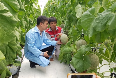 Phát triển nông nghiệp đô thị gắn với đặc thù nông nghiệp Thủ đô