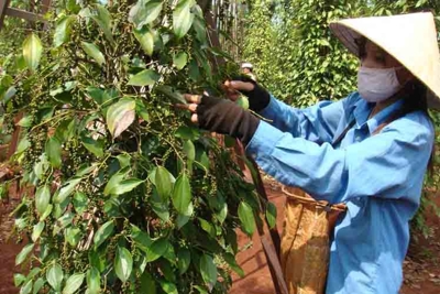 Hỗ trợ xuất khẩu hồ tiêu Việt Nam vào châu Âu