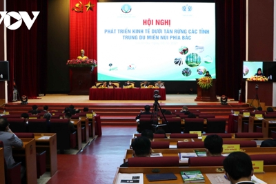 Tạo động lực phát triển kinh tế rừng các tỉnh trung du và miền núi phía Bắc