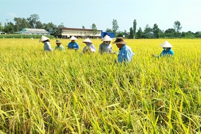 Nâng cao hiệu quả sản xuất lúa theo mô hình cánh đồng lớn tại huyện Mỹ Xuyên, Sóc Trăng