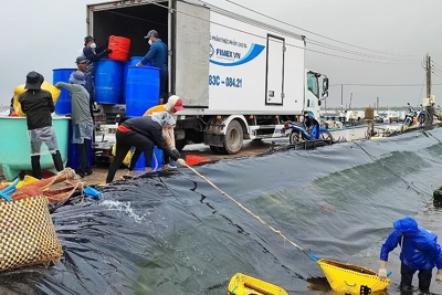 Chớp cơ hội xuất khẩu tôm sang EU