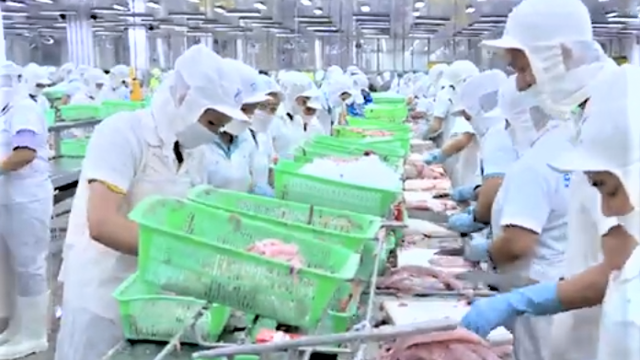 Xuất khẩu nông, lâm, thủy sản hướng tới mốc 70 tỷ USD: Tín hiệu khởi sắc từ nông nghiệp Việt Xuất khẩu nông, lâm, thủy sản hướng tới mốc 70 tỷ USD: Tín hiệu khởi sắc từ nông nghiệp Việt