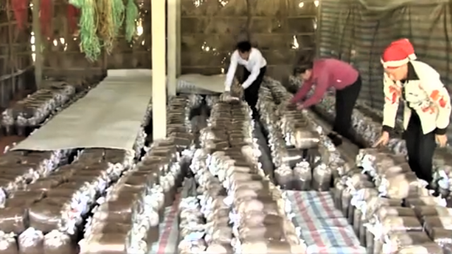 Lào Cai: Đẩy mạnh phát triển hợp tác xã nông nghiệp gắn với tái cơ cấu ngành nông nghiệp Lào Cai: Đẩy mạnh phát triển hợp tác xã nông nghiệp gắn với tái cơ cấu ngành nông nghiệp