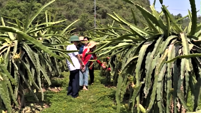 Sơn La: Nâng tầm nông sản nhờ phát triển vùng nguyên liệu đạt chuẩn Sơn La: Nâng tầm nông sản nhờ phát triển vùng nguyên liệu đạt chuẩn