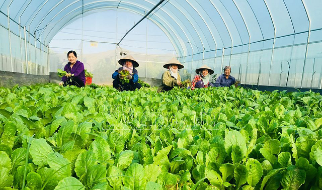 Sửa đổi Luật Thuế giá trị gia tăng để tháo gỡ bất cập, thúc đẩy sản xuất nông nghiệp Sửa đổi Luật Thuế giá trị gia tăng để tháo gỡ bất cập, thúc đẩy sản xuất nông nghiệp