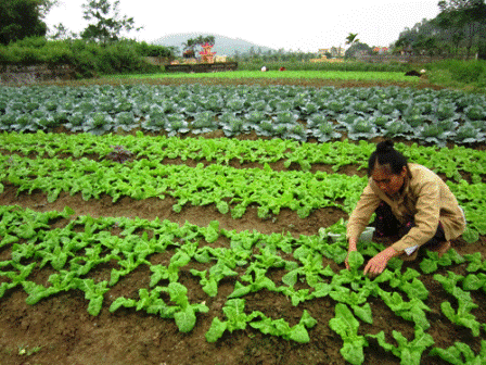 Chuyển giao kỹ thuật để bà con nông dân sản xuất hiệu quả (Ảnh minh họa: NN)