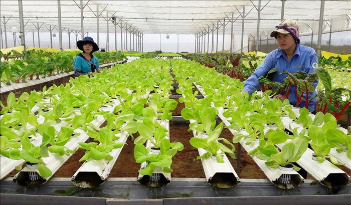 Tiêu chuẩn hữu cơ Việt Nam cần phải hoàn thiện từng bước ngang bằng thế giới.