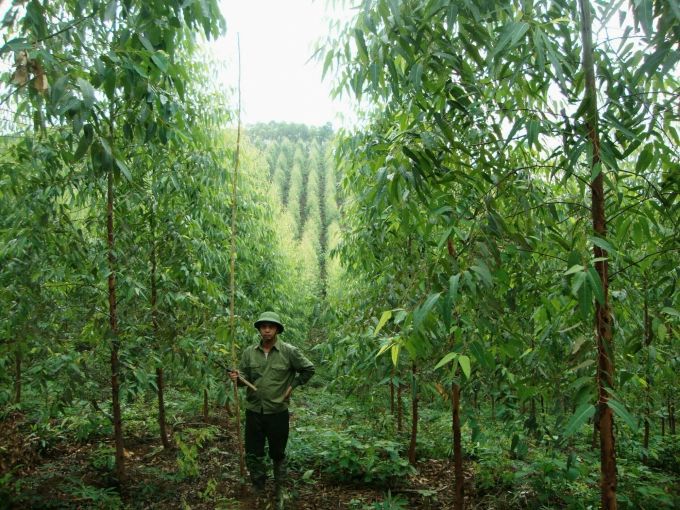 Mức khoán tối thiểu bảo vệ rừng tối đa không lớn hơn 2 lần mức hỗ trợ của NSNN cho khoán bảo vệ rừng theo đối tượng nhận khoán trên cùng địa bàn cấp tỉnh.