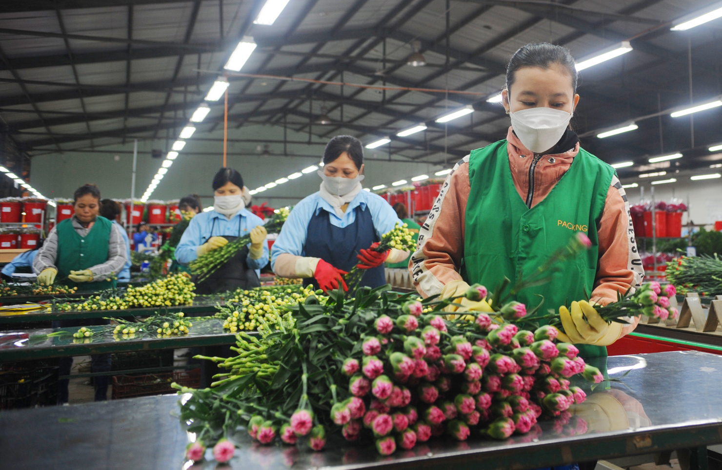 Công nhân tại các trang trại hoa của Dalat Hasfarm đang hối hả làm việc để kịp đưa hoa phục thị trường Tết Nguyên đán 2023. Ảnh: Công Hùng