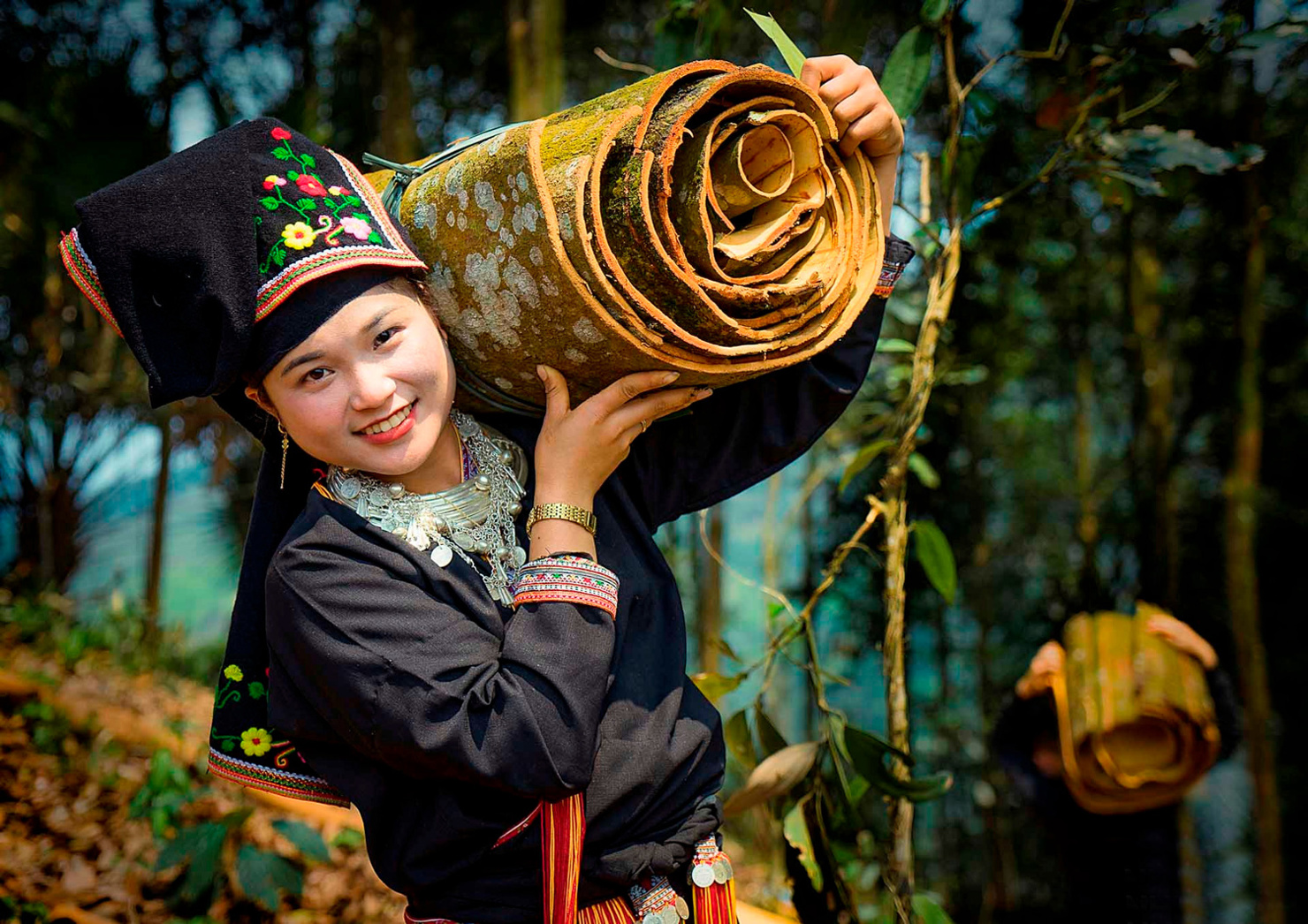 Đồng bào thu hoạch quế. Nguồn: nhiepanhdoisong.vn